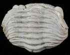 Wide Enrolled Eldredgeops Trilobite - Silica Shale #46588-1